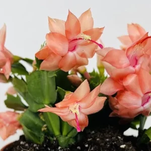 Orange Thanksgiving Cactus Live Plant – 4in Pot – Zygocactus Indoor Succulent - Image 3