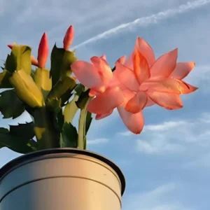 Orange Thanksgiving Cactus Live Plant – 4in Pot – Zygocactus Indoor Succulent - Image 1