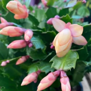 Orange Thanksgiving Cactus Live Plant – 4in Pot – Zygocactus Indoor Succulent - Image 5