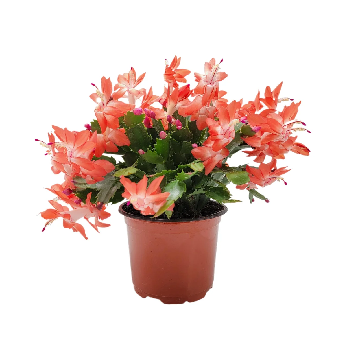 Orange Thanksgiving Cactus Live Plant - 6 inch Pot, Zygocactus - Image 3