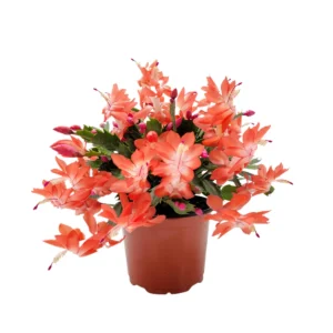 Orange Thanksgiving Cactus Live Plant - 6 inch Pot, Zygocactus - Image 1