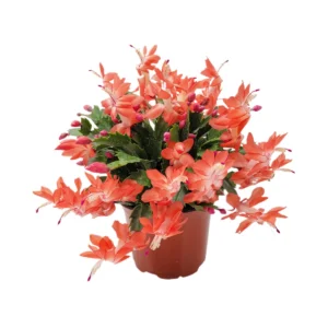 Orange Thanksgiving Cactus Live Plant - 6 inch Pot, Zygocactus - Image 5