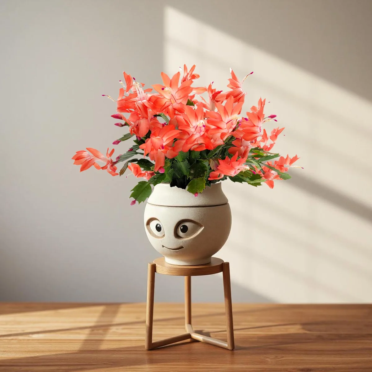 Orange Thanksgiving Cactus Live Plant - 6 inch Pot, Zygocactus - Image 7