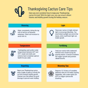 Orange Thanksgiving Cactus Live Plant - 6 inch Pot, Zygocactus - Image 9