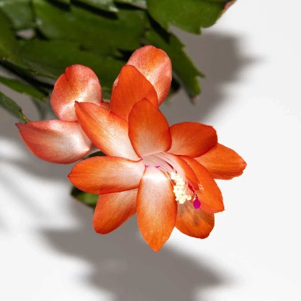 Orange Thanksgiving Cactus Live Plant - Schlumbergera Malindi - 4 inch Pot - Image 4