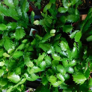 Orange Thanksgiving Cactus Live Plant - Schlumbergera Malindi - 4 inch Pot - Image 5