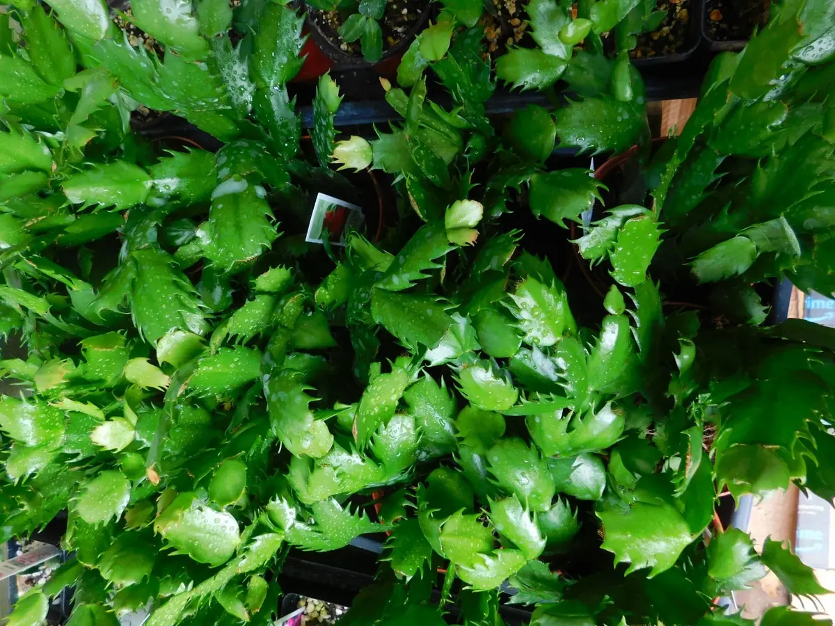 Orange Thanksgiving Cactus Live Plant - Schlumbergera Malindi - 4 inch Pot - Image 5