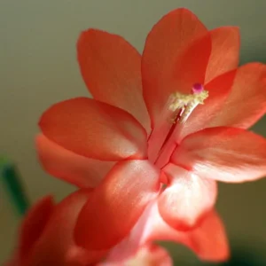 Orange Thanksgiving Cactus Live Plant - Zygocactus - 4" Pot - Indoor Succulent - Image 2