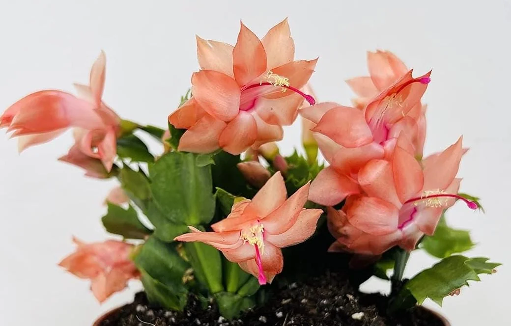 Orange Thanksgiving Cactus Live Plant – Zygocactus – 4 inch Pot – Indoor - Image 3
