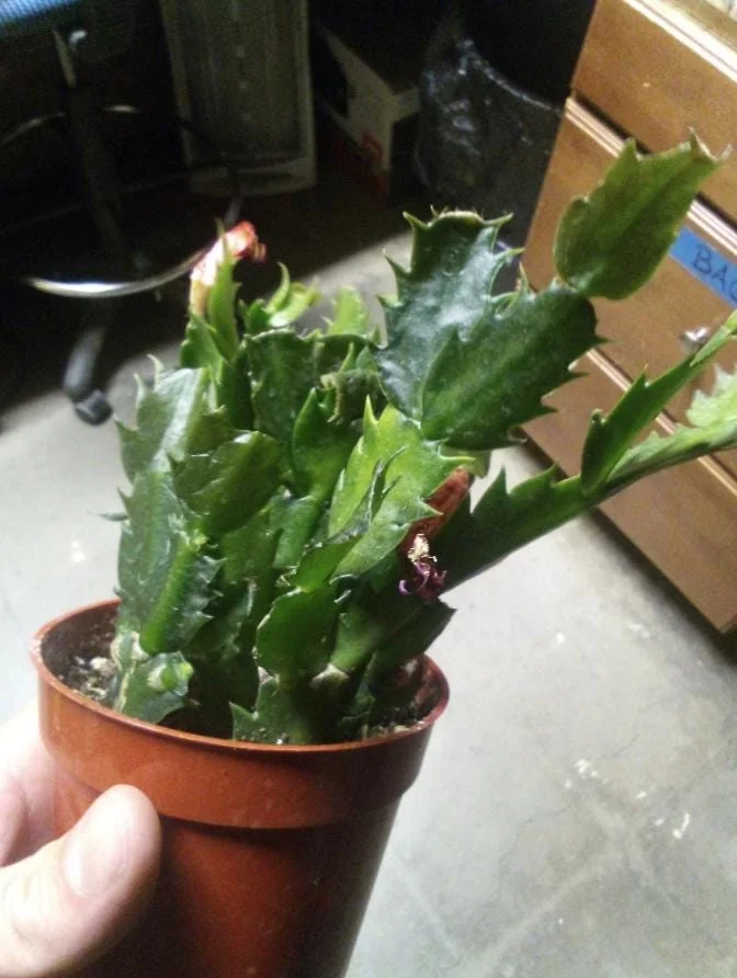 Orange Thanksgiving Cactus Live Plant – Zygocactus – 4 inch Pot – Indoor - Image 4