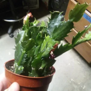 Orange Thanksgiving Cactus Live Plant - Zygocactus - 4