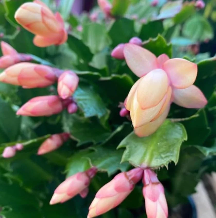 Orange Thanksgiving Cactus Live Plant – Zygocactus – 4 inch Pot – Indoor - Image 5