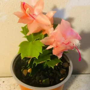 Orange Thanksgiving Cactus Live Plant – Zygocactus – 4 inch Pot – Indoor - Image 6