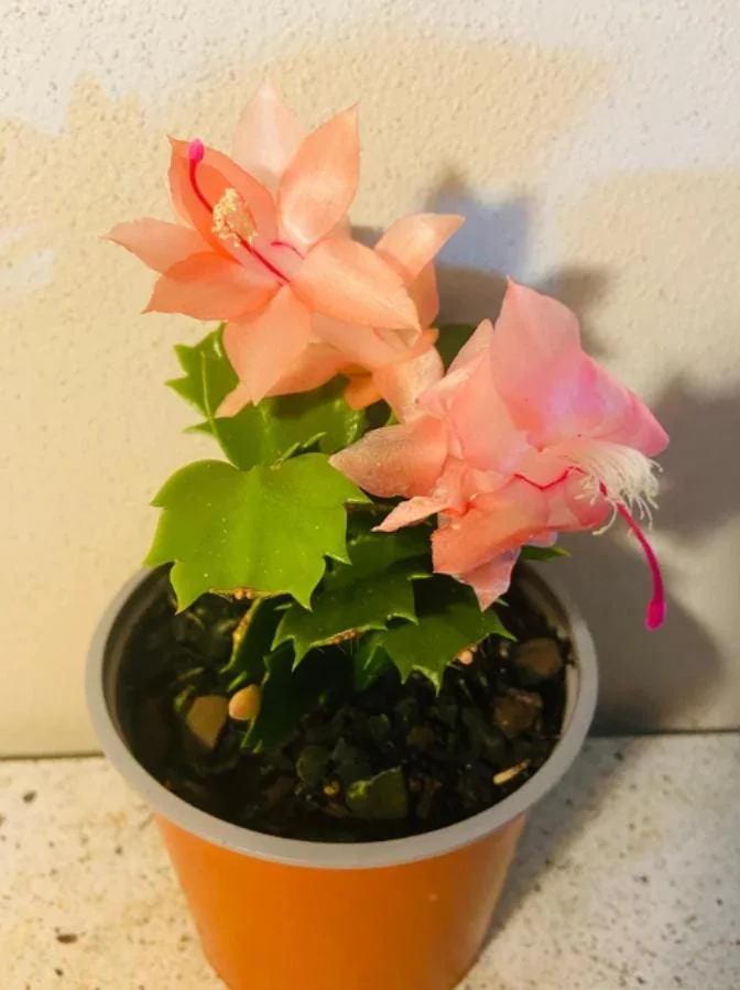 Orange Thanksgiving Cactus Live Plant – Zygocactus – 4 inch Pot – Indoor - Image 6