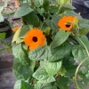Orange Thunbergia Alata Vine Live Plant – 6 inch Pot – Blooming Climber - Image 1