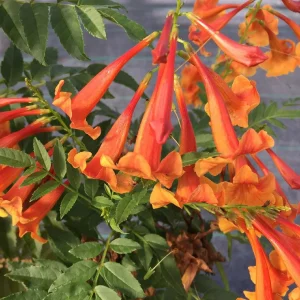 Orange Trumpet Bush Tecoma fulva Live Plant 4 inch Pot Outdoor - Image 1