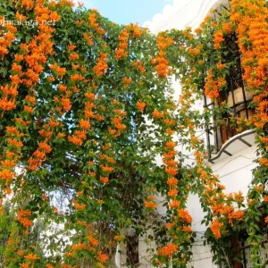 Orange Trumpet Vine Bare-roots - Live Plant for Hummingbirds - 2 Count - Image 3