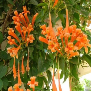 Orange Trumpet Vine Bare-roots - Live Plant for Hummingbirds - 2 Count - Image 4