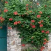 Orange Trumpet Vine Live Plant 4' Tall - Attracts Hummingbirds, Outdoor Climber - Image 1