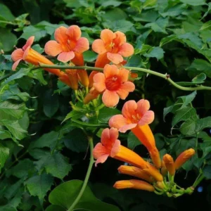 Orange Trumpet Vine Live Plant 4' Tall - Attracts Hummingbirds, Outdoor Climber - Image 2
