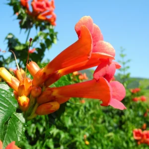 Orange Trumpet Vine Live Plant 4' Tall - Attracts Hummingbirds, Outdoor Climber - Image 3