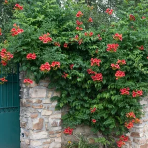 Orange Trumpet Vine Live Plant 4' Tall - Attracts Hummingbirds, Outdoor Climber - Image 1