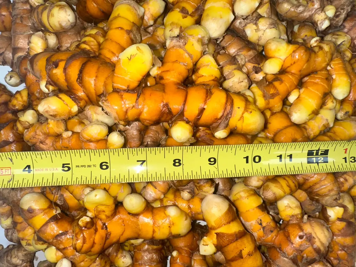 Orange Turmeric Rhizomes for Planting - Fresh Organic Seed Rhizomes - Image 2
