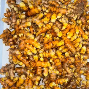 Orange Turmeric Rhizomes for Planting - Fresh Organic Seed Rhizomes - Image 4