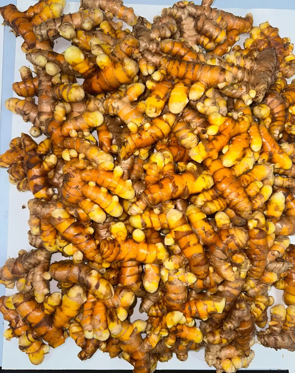 Orange Turmeric Rhizomes for Planting - Fresh Organic Seed Rhizomes - Image 4