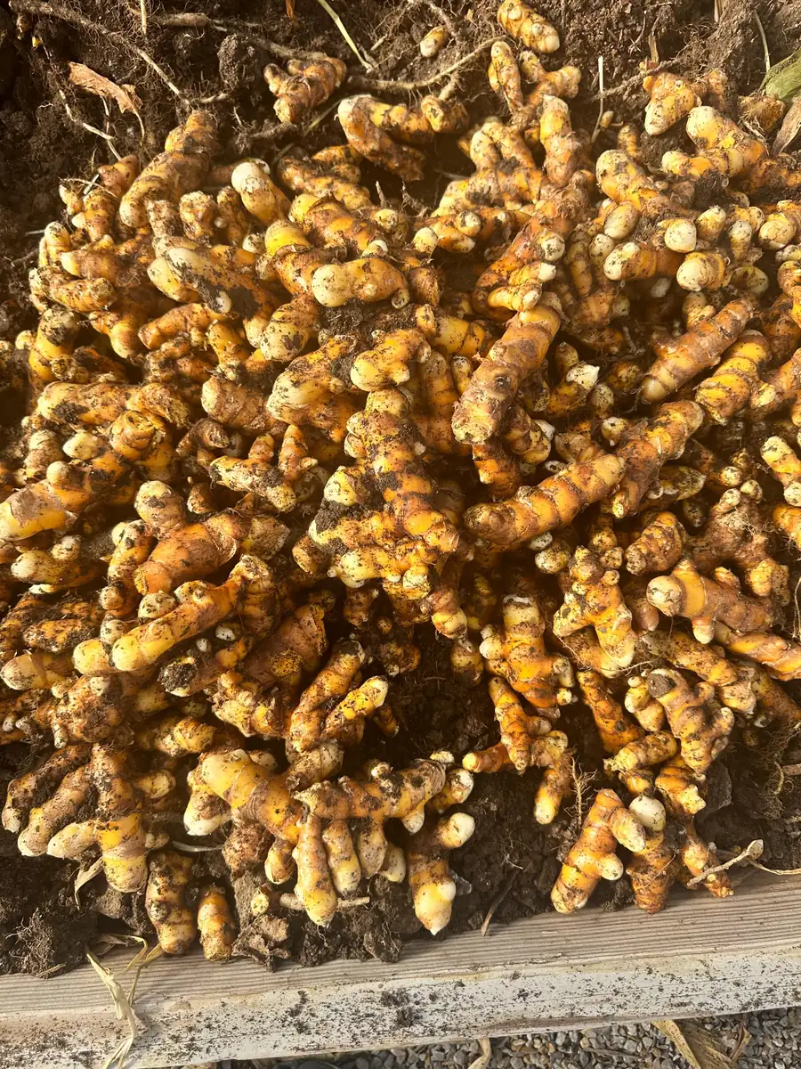 Orange Turmeric Rhizomes for Planting - Fresh Organic Seed Rhizomes - Image 5