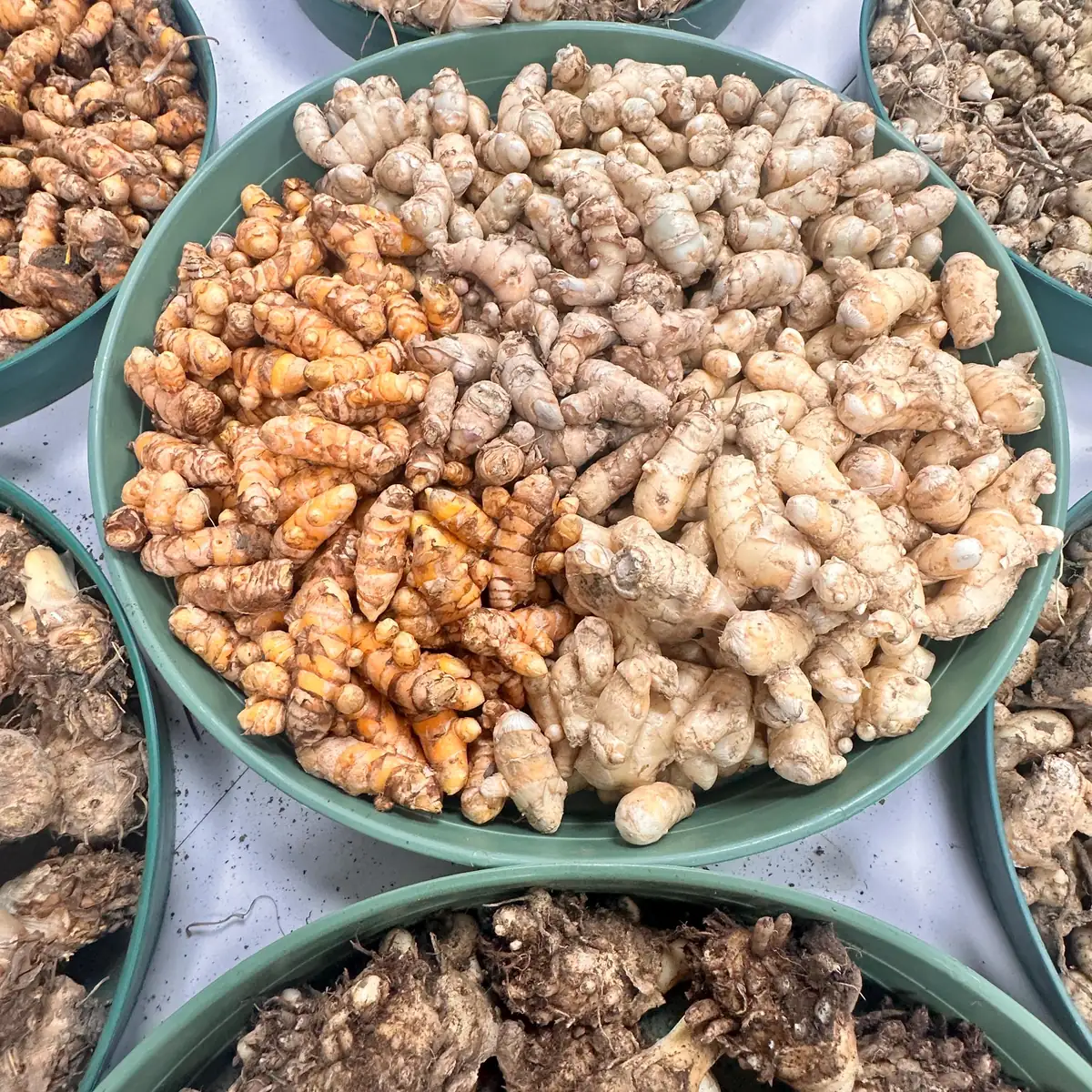 Orange Turmeric Rhizomes for Planting - Fresh Organic Seed Rhizomes - Image 7