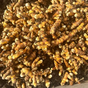 Orange Turmeric Rhizomes - Fresh Organic for Planting & Growing - Image 5