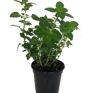 Oregano Herb Live Plant - 3 inch Pot - Culinary & Aromatic Green - Image 1