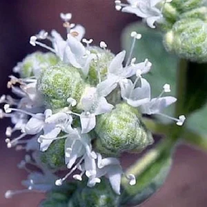 Oregano Herb Live Plant - 3 inch Pot - Culinary & Aromatic Green - Image 4