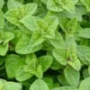 Oregano Live Herb Plant – 6 Inch Height – Perennial – Zones 5-10 - Image 1