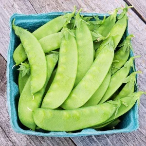 Oregon Sugar Pod II Snow Pea Seeds - Organic, Non-GMO, Heavy Yielding - Image 2