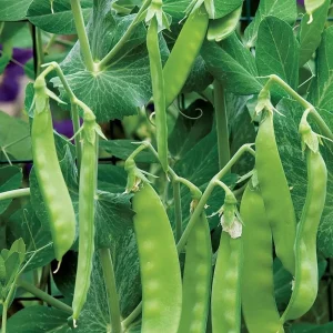 Oregon Sugar Pod II Snow Pea Seeds - Organic, Non-GMO, Heavy Yielding - Image 3