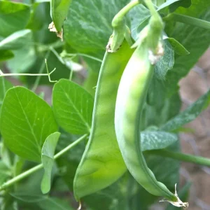 Oregon Sugar Pod II Snow Pea Seeds - Organic, Non-GMO, Heavy Yielding - Image 4