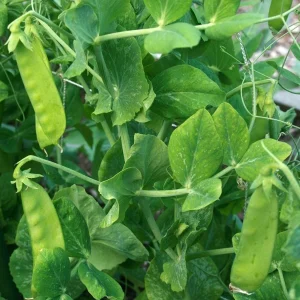 Oregon Sugar Pod II Snow Pea Seeds - Organic, Non-GMO, Heavy Yielding - Image 5