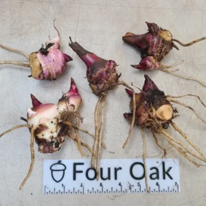 Organic Achira Canna Rhizome - Edible African Arrowroot Bare Root Plant - Image 1