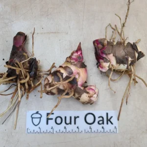 Organic Achira Canna Rhizome - Edible African Arrowroot Bare Root Plant - Image 4