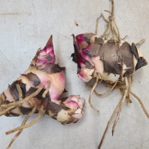 Organic Achira Canna Rhizome - Edible African Arrowroot Bare Root Plant - Image 5