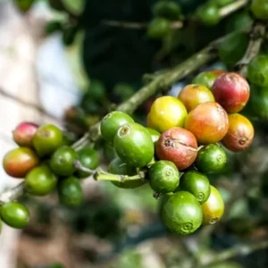 Organic Arabica Coffee Plant – Live Tropical Houseplant – 0.5 Gallon Pot – Indoor/Outdoor - Image 2