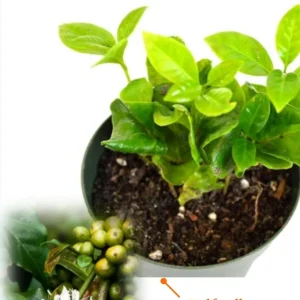 Organic Arabica Coffee Plant – Live Tropical Houseplant – 0.5 Gallon Pot – Indoor/Outdoor - Image 3