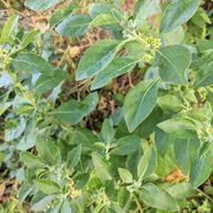 Organic Ashwagandha Indian Ginseng Live Plant - Half Gallon Pot - Image 2