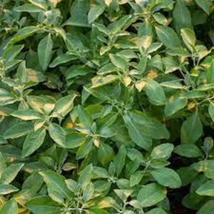 Organic Ashwagandha Indian Ginseng Live Plant - Half Gallon Pot - Image 3