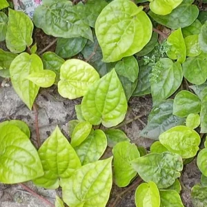 Organic Betel Leaf Live Plant – Herbal Vine – Half Gallon Pot - Image 2