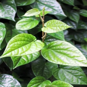 Organic Betel Leaf Live Plant – Herbal Vine – Half Gallon Pot - Image 3
