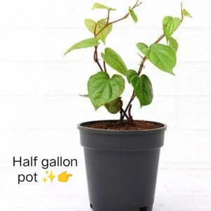 Organic Betel Leaf Live Plant – Herbal Vine – Half Gallon Pot - Image 4