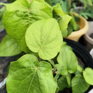 Organic Betel Leaf Live Plant - Piper Betle Herb for Paan - Image 2